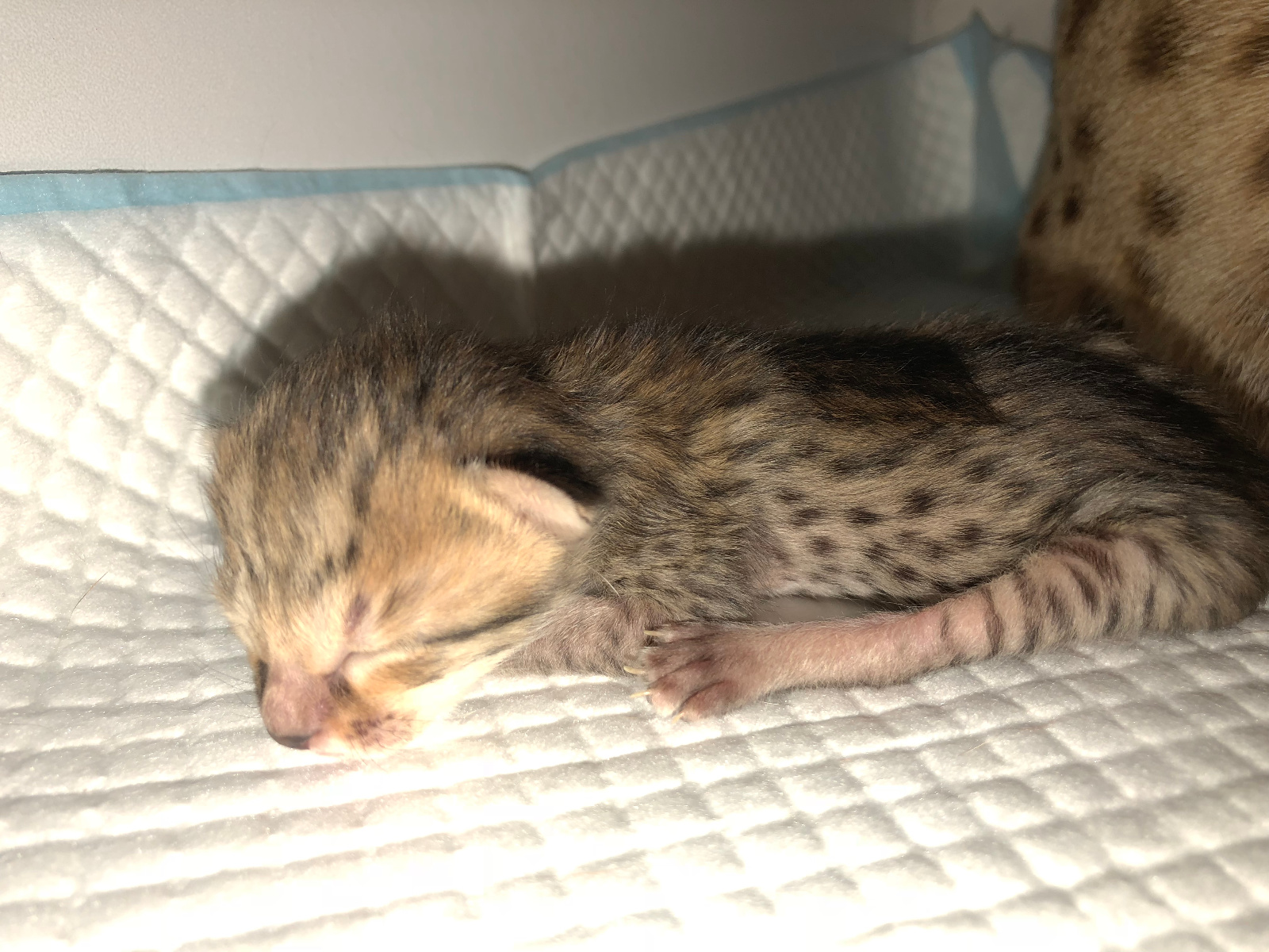 Nos anciens chatons savannah / Our old savannah kittens